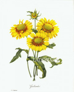 tranh treo tường hoa hướng dương đẹp tại ladora