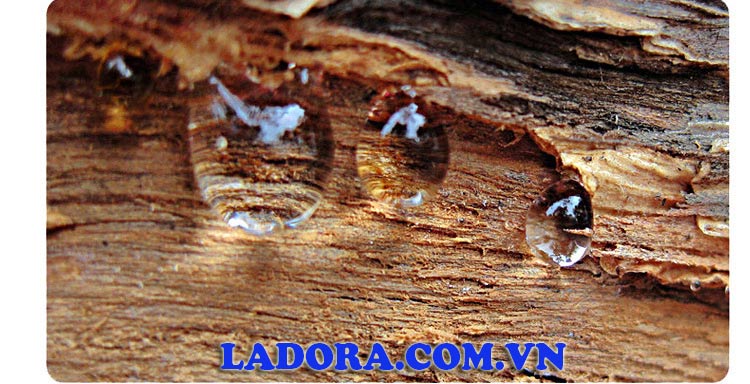 cặp đôi chim công được làm từ nhựa cây tự nhiên ladora shop ở hà nội