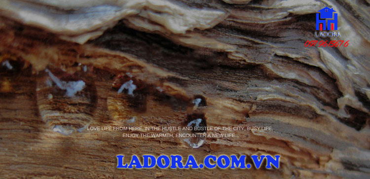 cặp hươu và hoa mai được làm từ nhựa cây tự nhiên - ladora shop đồ decor trang trí