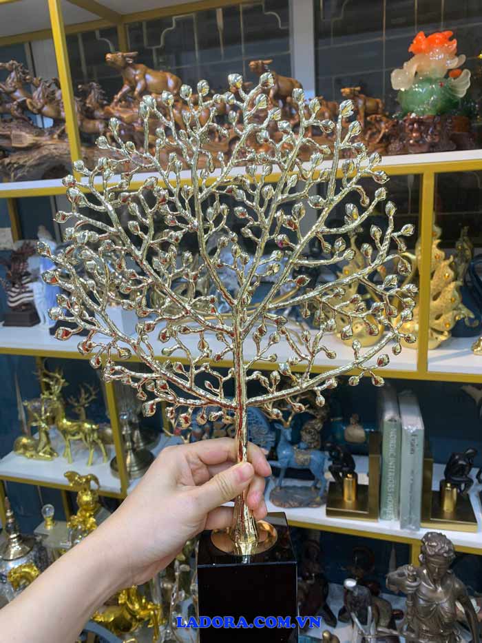 Những hình ảnh chi tiết của cây phú quý tại Ladora Shop